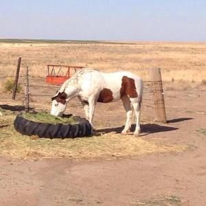 Meet your Posher, Dona